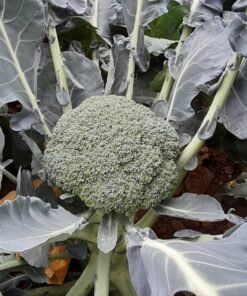 İlaçsız Brokoli 1kg