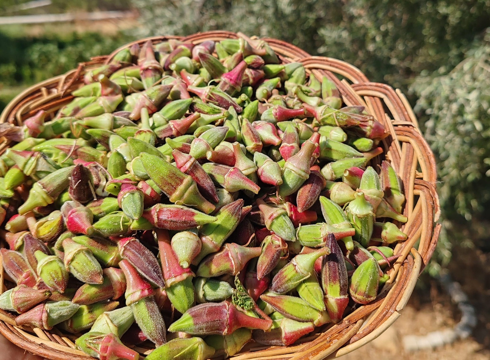 Kınalı Çiçek Bamya 1kg