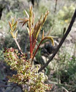 Taze Çitlembik Filizi 100gr