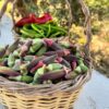 Kınalı Bamya (Toplu Alım)