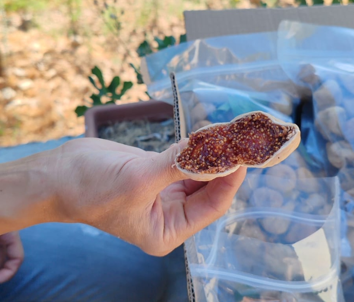 Dalında kurumuş incirin içi